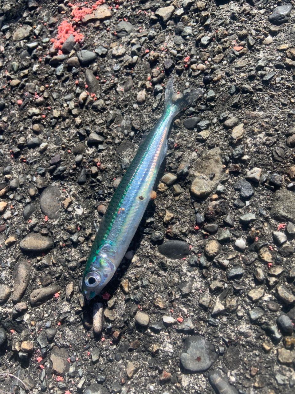 トウゴロウイワシ