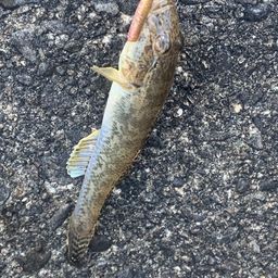 マハゼ
