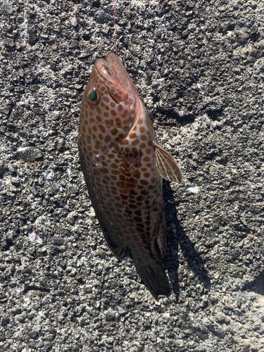オオモンハタの釣果