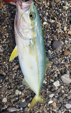 ワカシの釣果