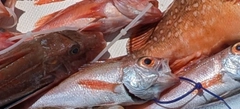 アカムツの釣果