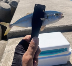 ヒラマサの釣果