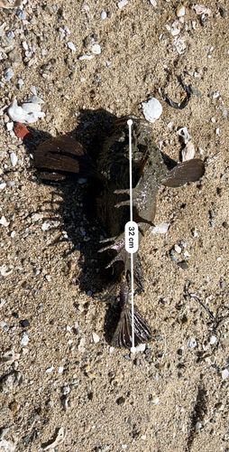 オニオコゼ