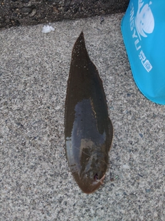 キスの釣果
