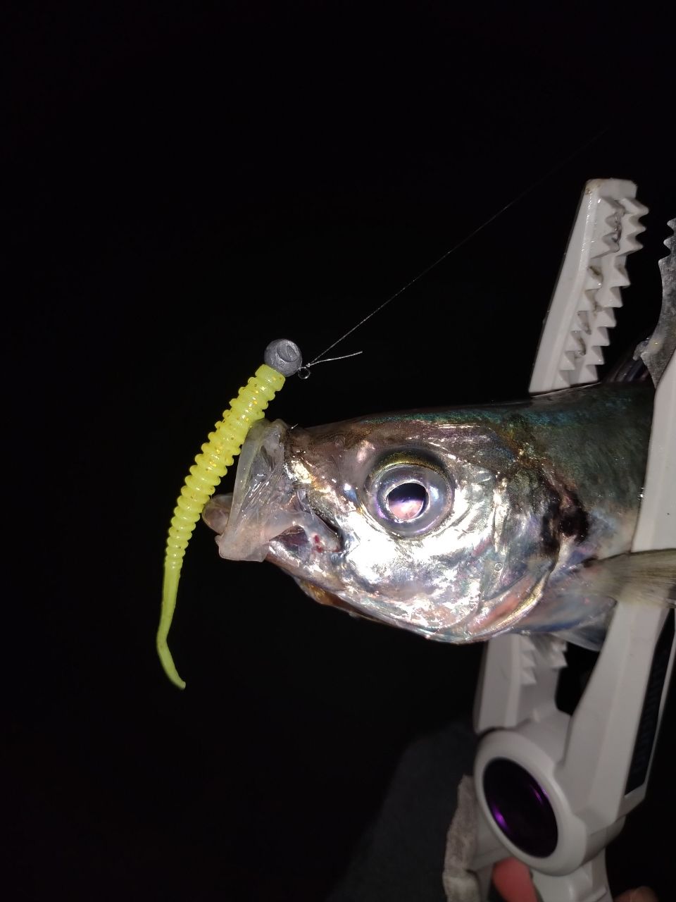アジ