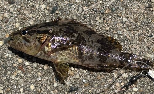 タケノコメバルの釣果