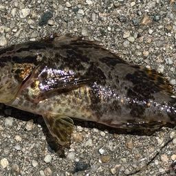 タケノコメバル