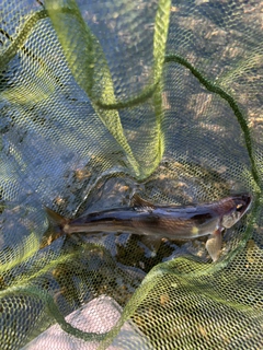 アユの釣果