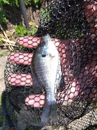 ブルーギルの釣果