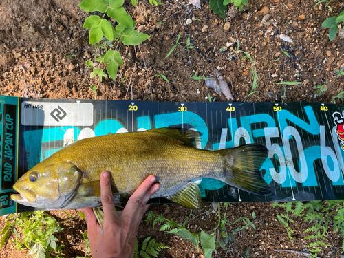 スモールマウスバスの釣果