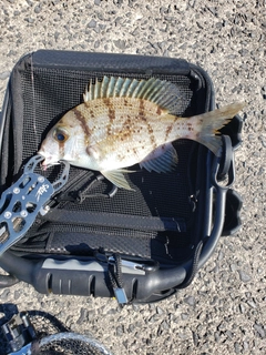 タイの釣果