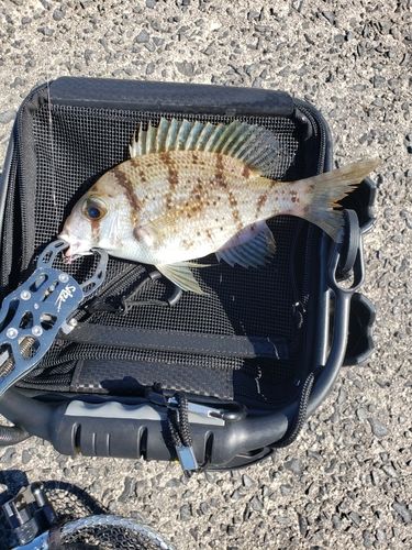 タイの釣果