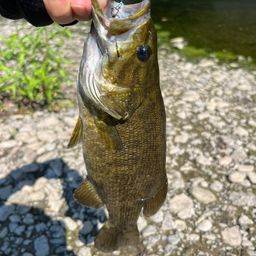 スモールマウスバス