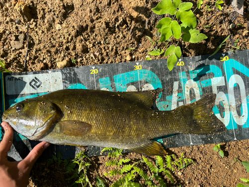 スモールマウスバスの釣果