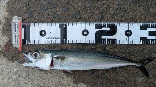 サバの釣果