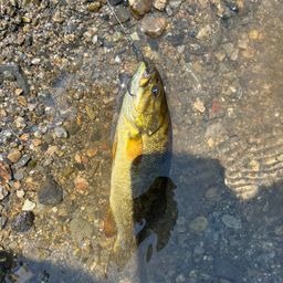 スモールマウスバス