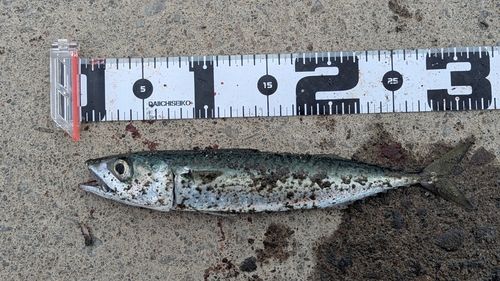 サバの釣果