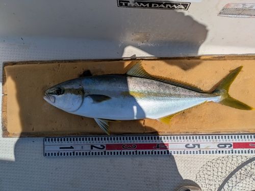 ヒラマサの釣果