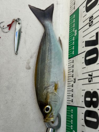 イサキの釣果