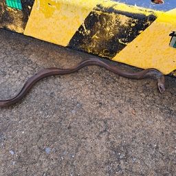 ダイナンウミヘビ