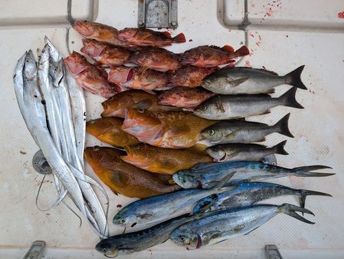タチウオの釣果