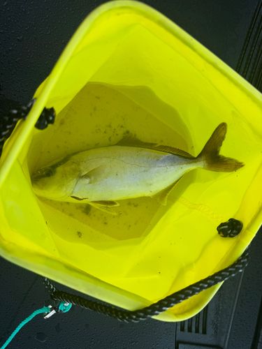 ショゴの釣果