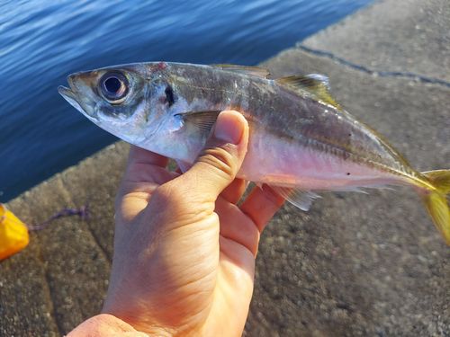マアジの釣果