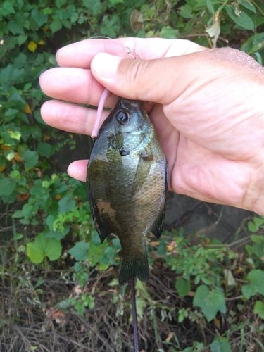 ブルーギルの釣果