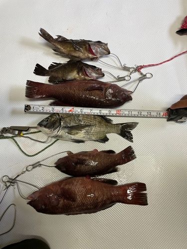 クロダイの釣果