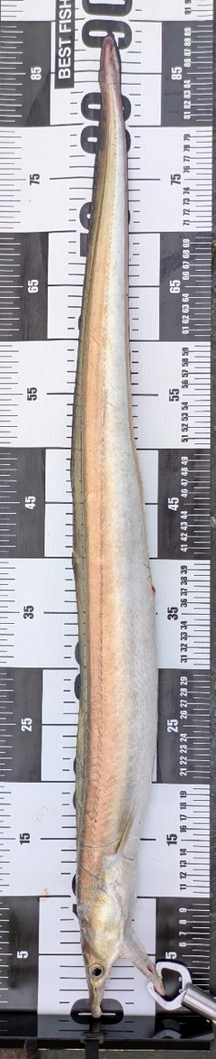 ハモの釣果