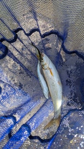 オイカワの釣果