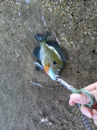 ブルーギルの釣果