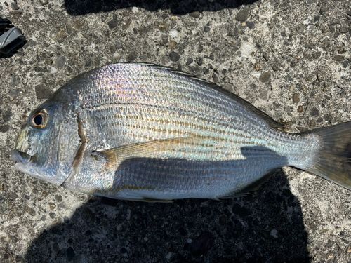 ヘダイの釣果