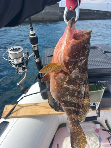 キジハタの釣果
