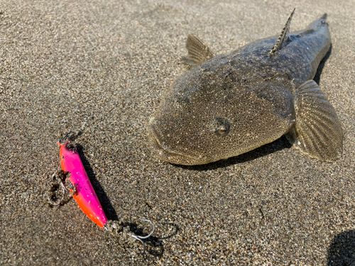 マゴチの釣果