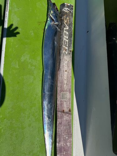 タチウオの釣果