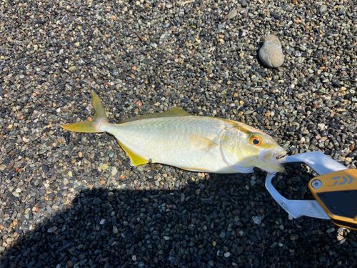 ショゴの釣果