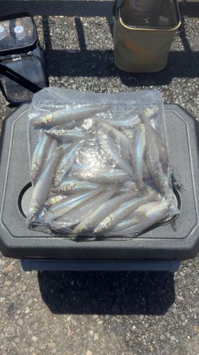 シロギスの釣果