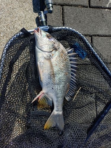キビレの釣果