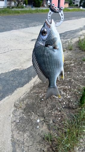 キビレの釣果