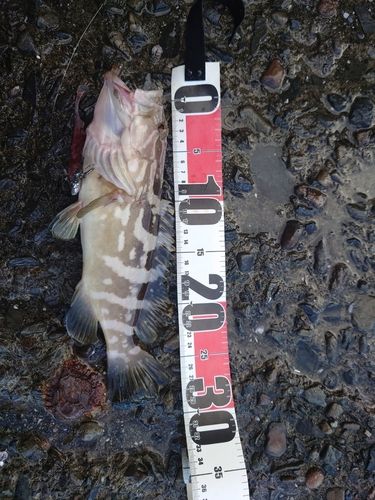 クエの釣果