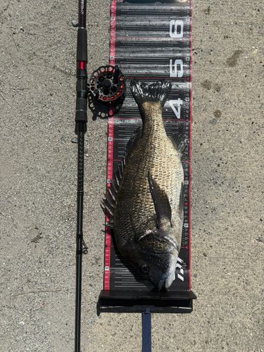 チヌの釣果