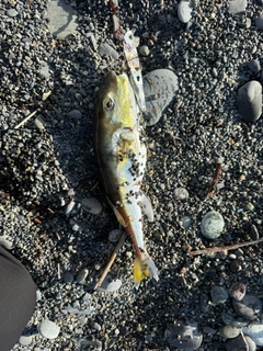 シロサバフグの釣果