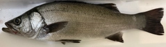 ヒラスズキの釣果