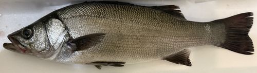 ヒラスズキの釣果