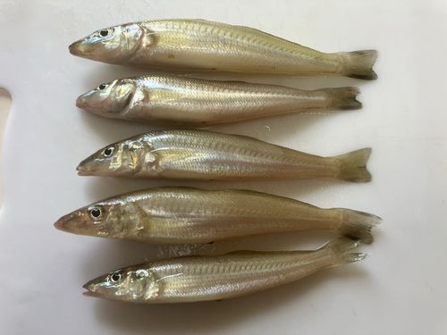 キスの釣果