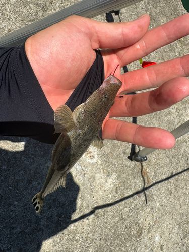 釣果