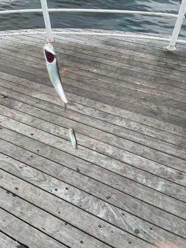 カタクチイワシの釣果