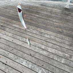 カタクチイワシ