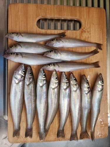 キスの釣果